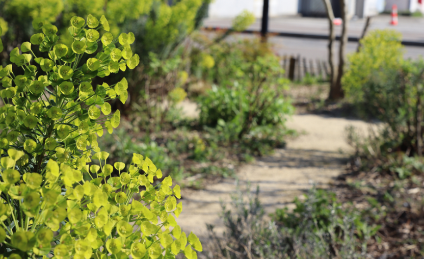 Gestion différenciée des espaces verts